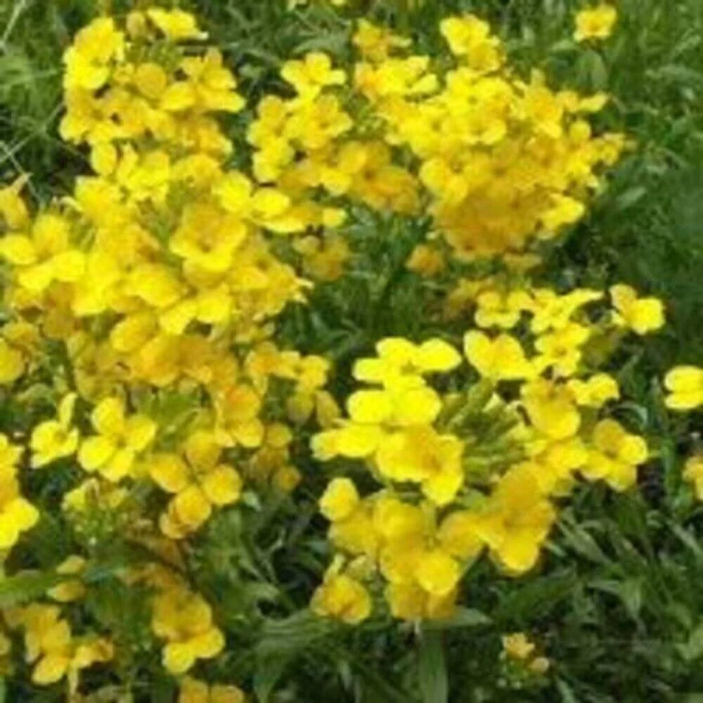 500 SIBERIAN WALLFLOWER Erysimum Cheiranthus Allionii Flower Seeds