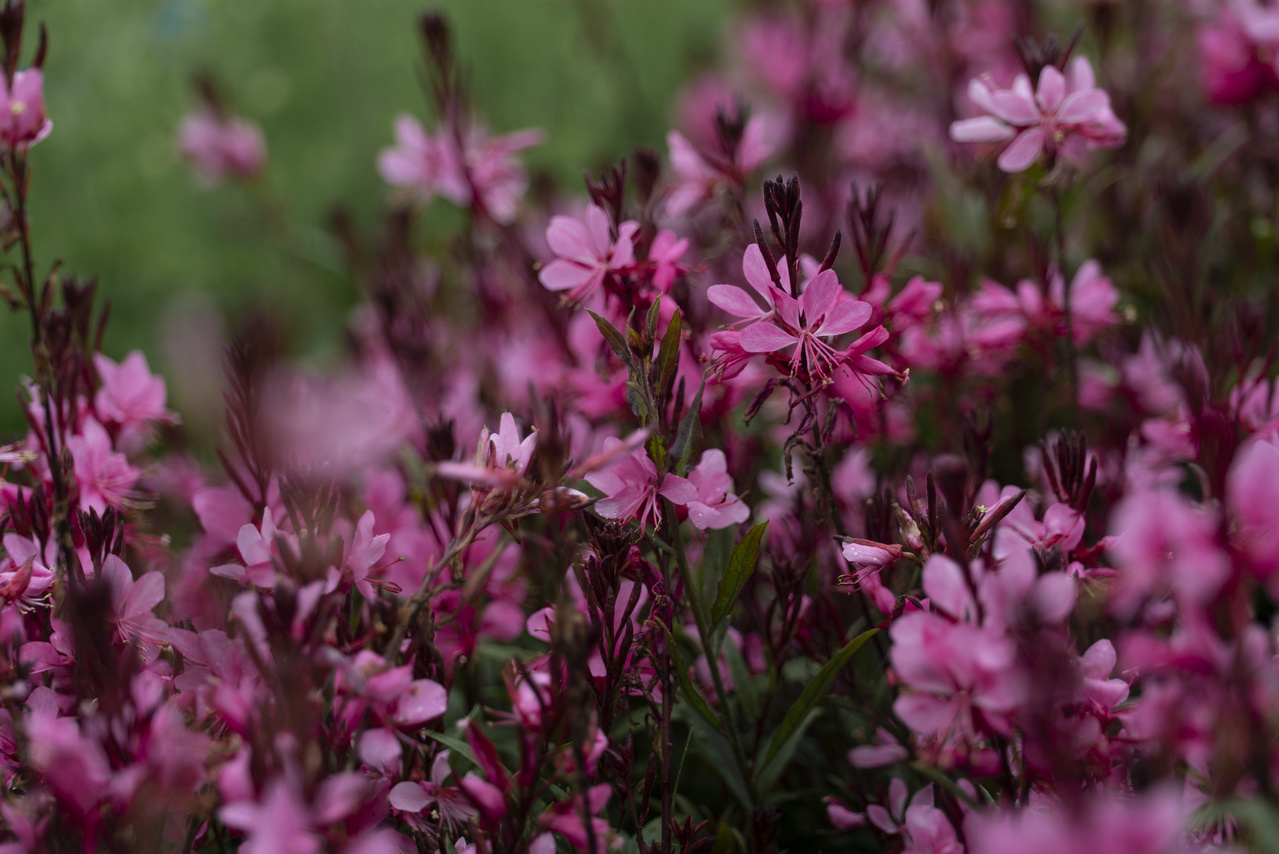 Bloomables 2QT Gaura Belleza Live Plant Grower Pot Full Sun