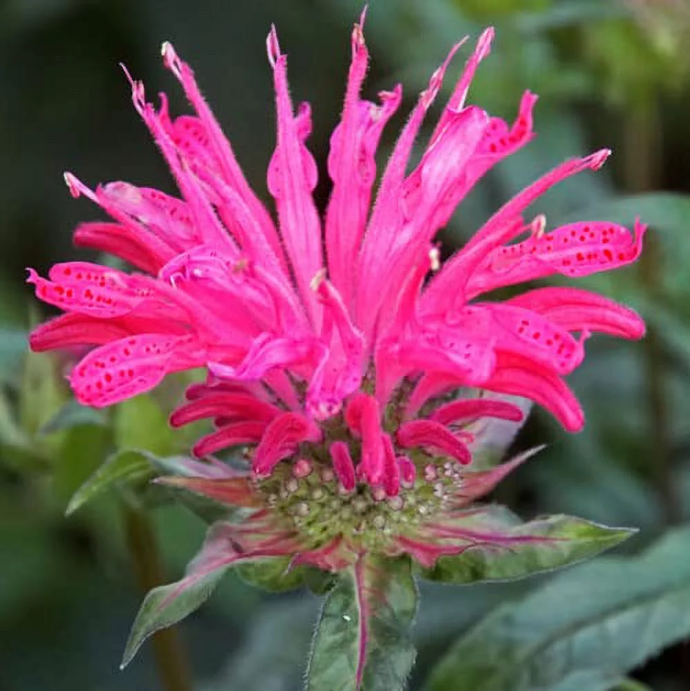 CHUXAY GARDEN Monarda 'Balmy Pink',Pink Bee Balm Seed,Bergamot 100 Seeds Perennial Flowering Plant Attract Butterflies and Hummingbirds Beautiful Potted Plants