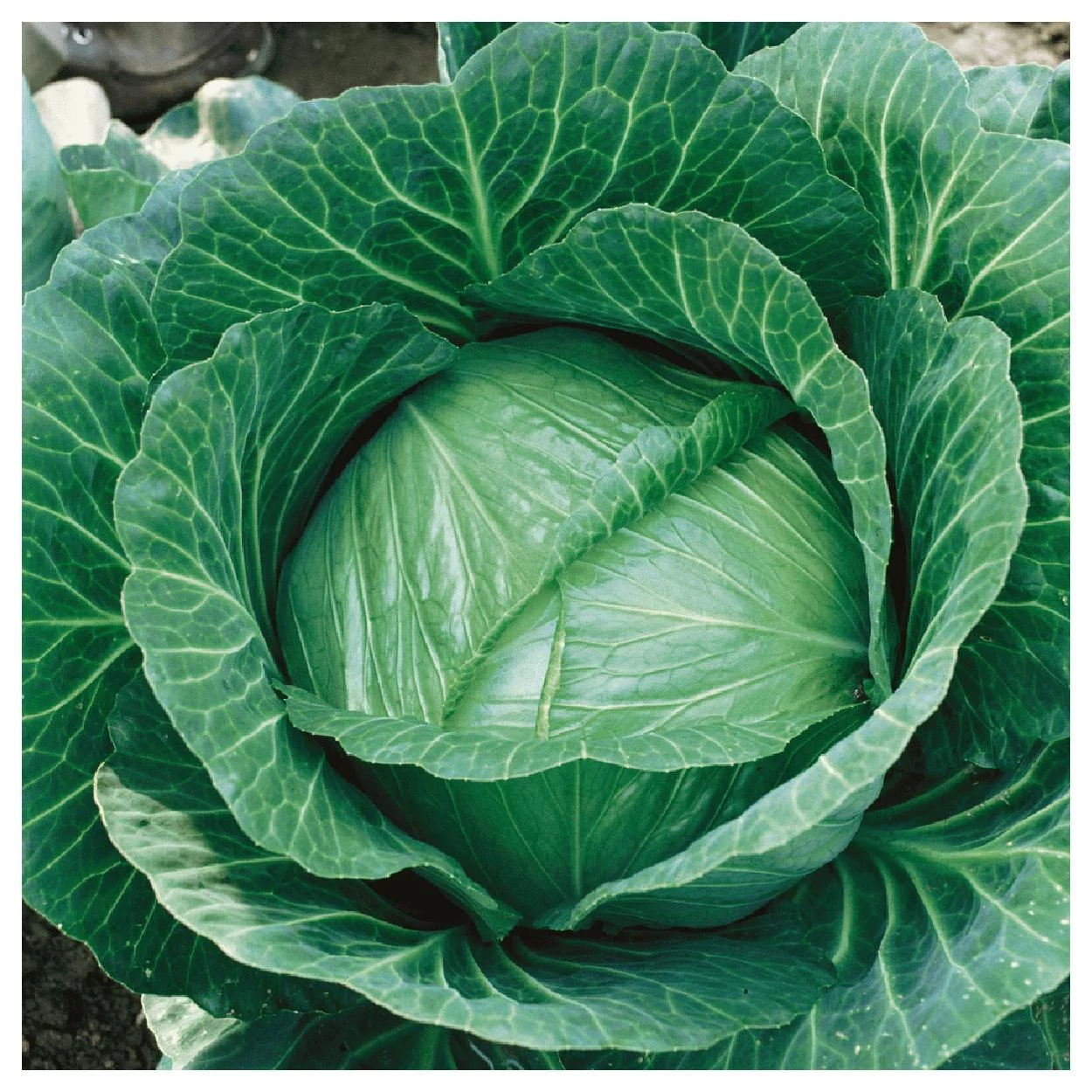 Everwilde Farms - 500 Brunswick Cabbage Seeds - Gold Vault Jumbo Bulk Seed Packet
