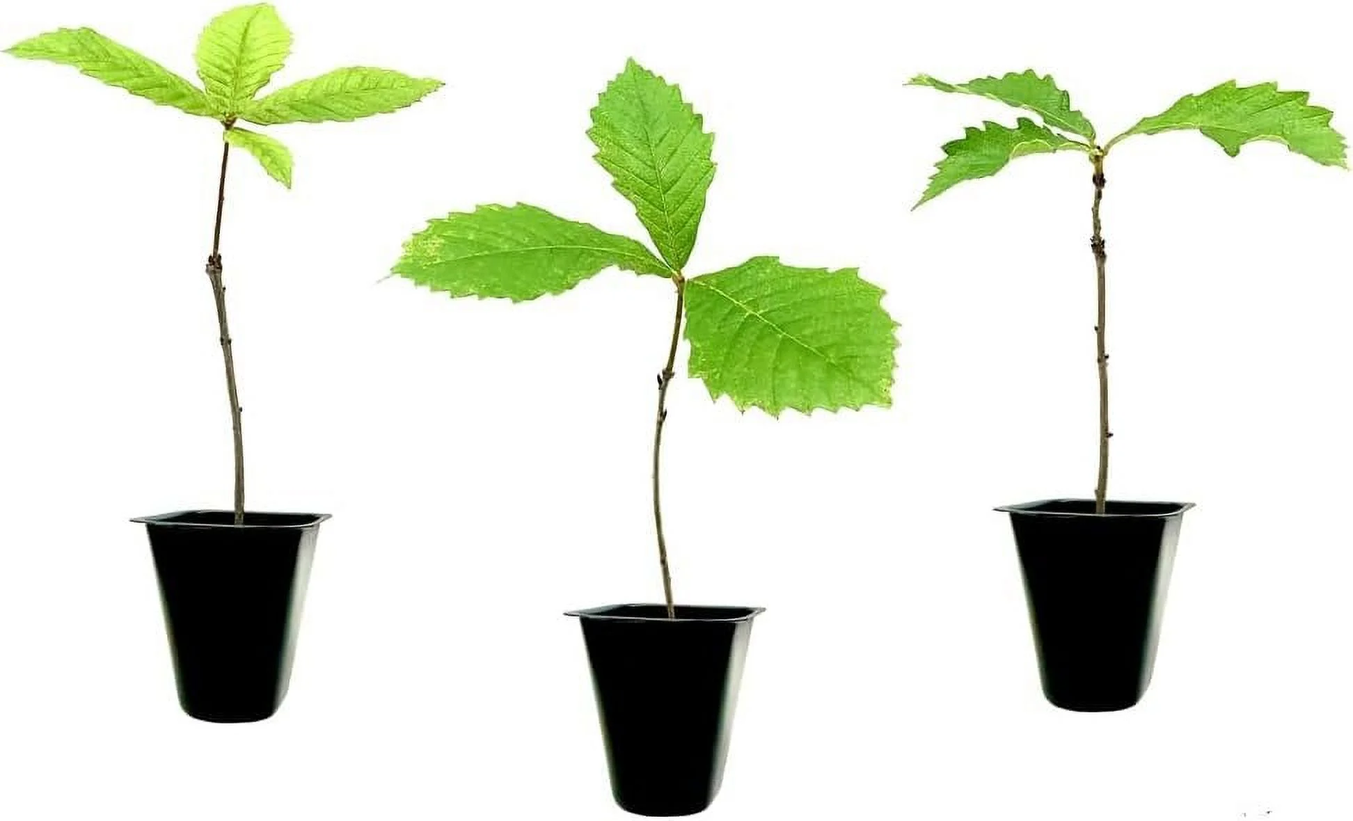 Swamp Chestnut Oak Tree  40 Live Seedlings  Quercus Michauxii  Perfect for Natural Landscapes  Hardy & Long-Lived