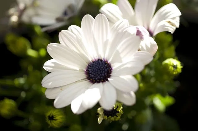50 WHITE AFRICAN CAPE DAISY Dimorphotheca Sinuata Flower Seeds *Flat S/H
