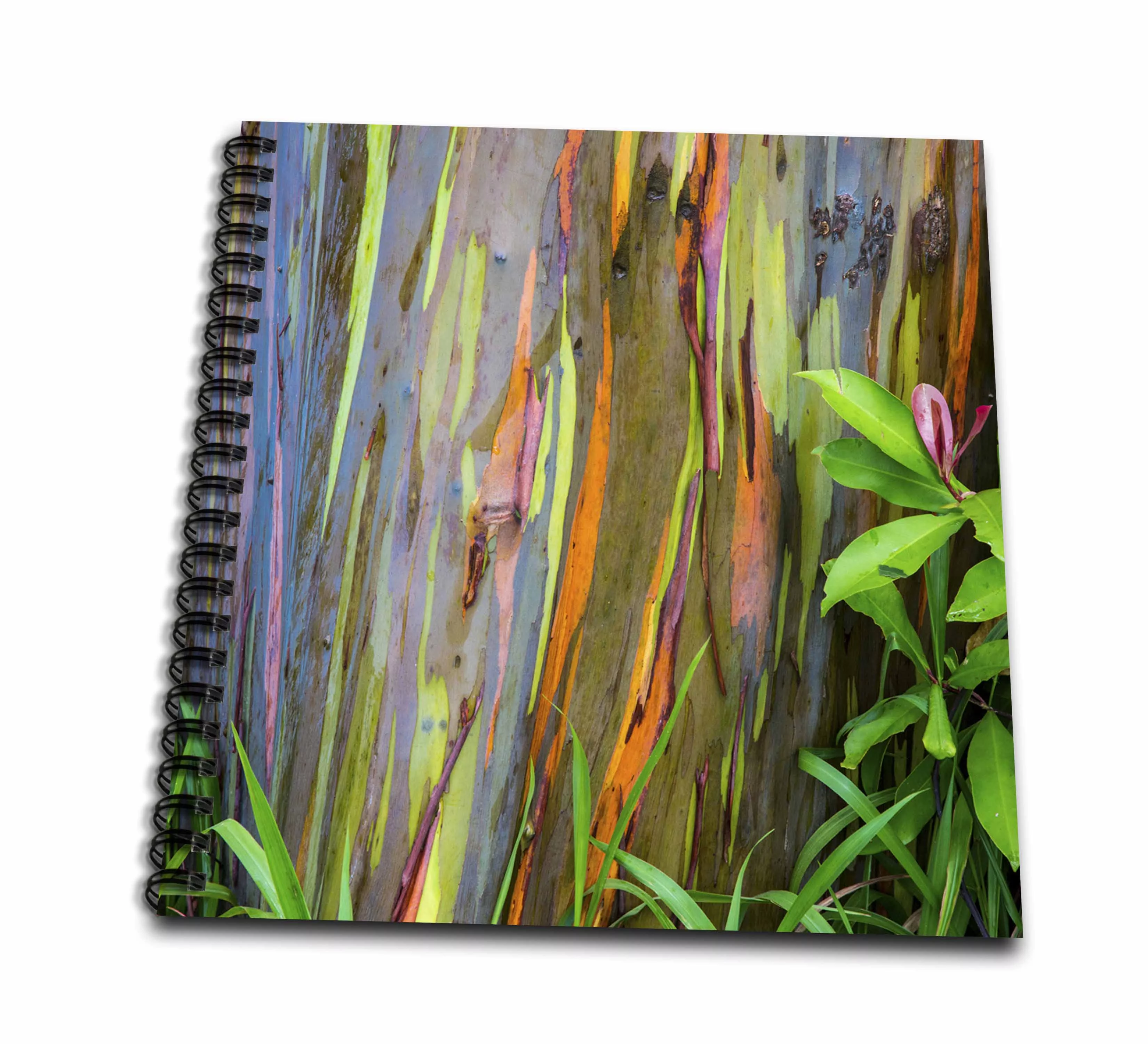 3dRose USA, Hawaii, Maui, Rainbow Eucalyptus Tree bark - Drawing Book, 8 by 8-inch