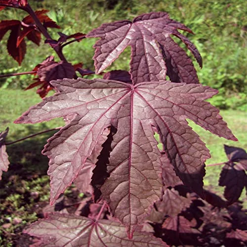 25 Organic Cranberry Seeds, Edible Red Leaf Hibiscus,Cranberry Hibiscus -QAUZUY GARDEN