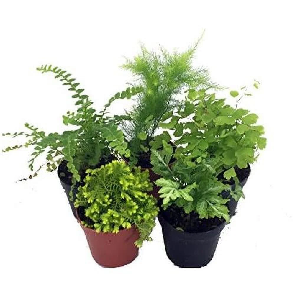 Mini Ferns For Terrariums/Fairy Garden - 5 Different Plants-2