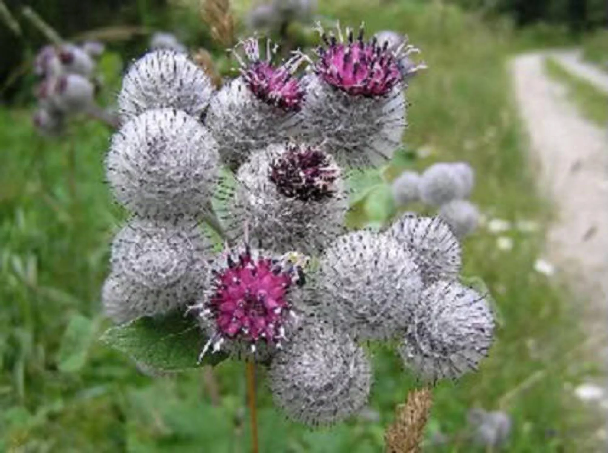 200 Great BURDOCK Arctium Lappa (Edible Burdock / Cockle-Button / Beggar's Buttons) HERB Flower Seeds