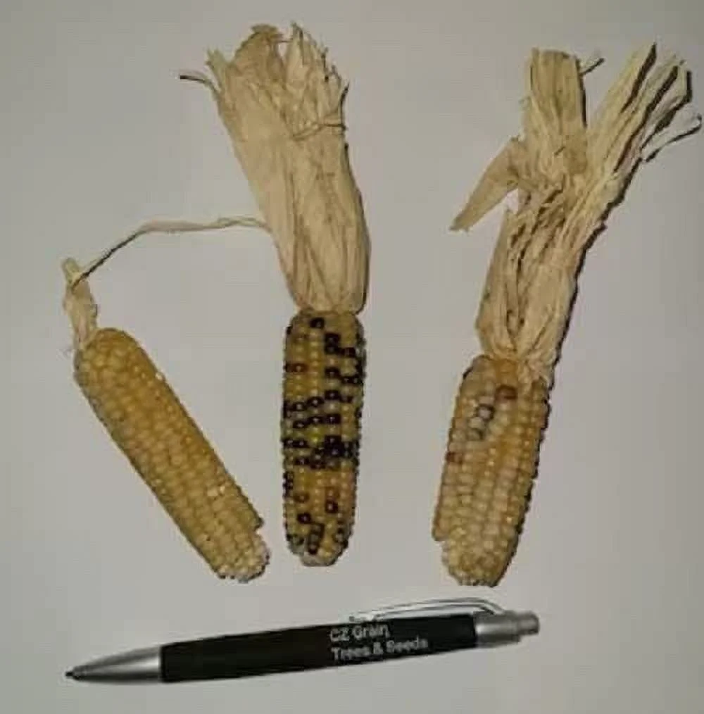500 Tom Thumb Corn Seeds to Grow Tiny Tim Indian Corn Tiny Ears