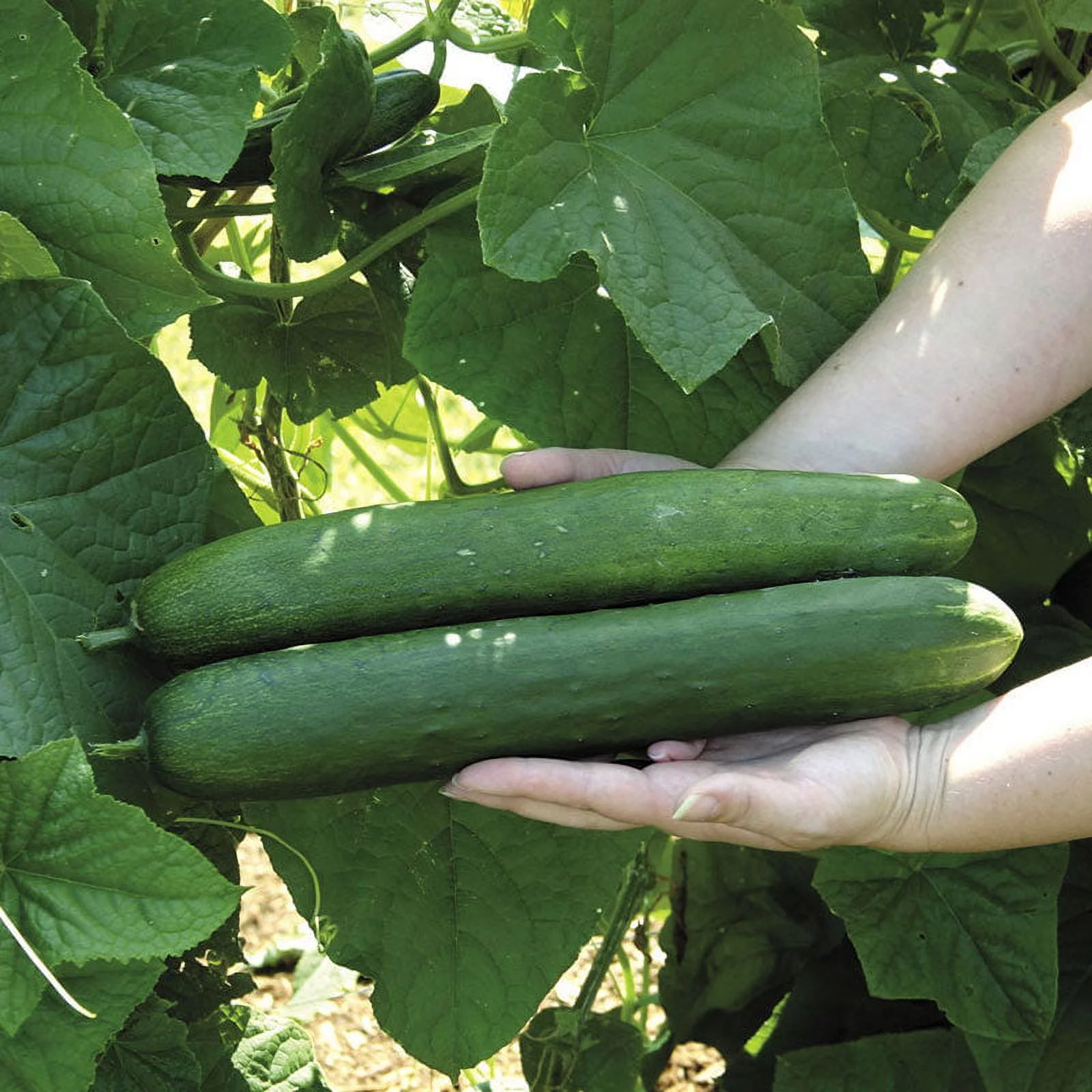 Cucumber Seeds - Sweet Success - Packet -  Vegetable Seeds,  Hybrid Seed  Easy to Grow & Maintain, Fast Growing, Container Garden