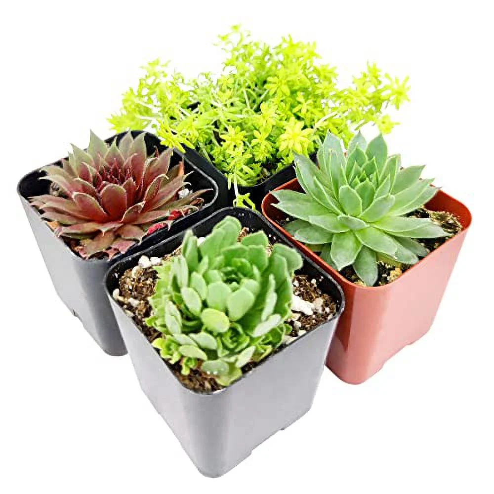 Winter Hardy Succulents Pack | Types of Cold-Hardy Succulents | Caring for Succulents in Winter (6 Succulents)