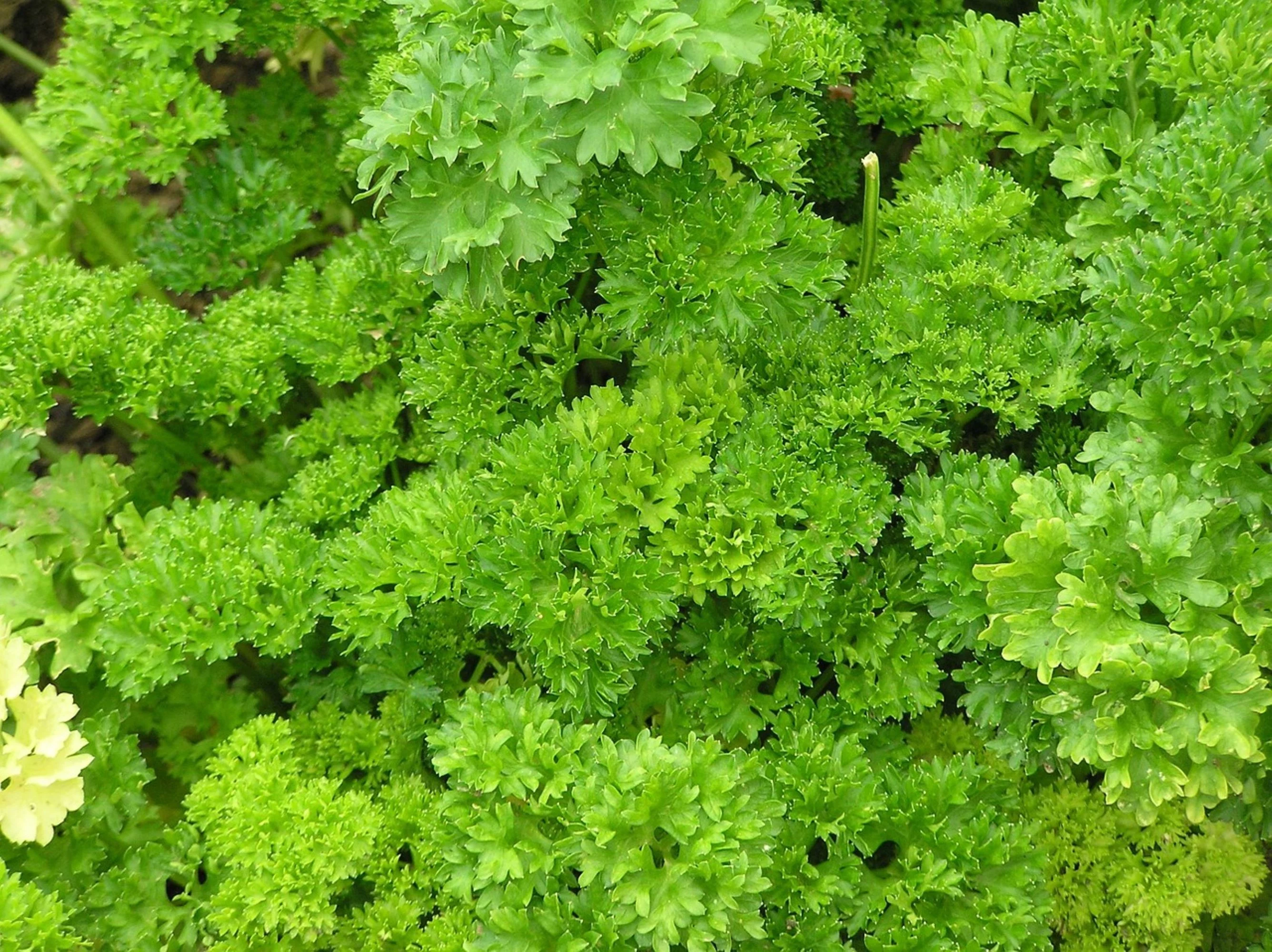 Parsley Triple Moss Curled Seeds/ Annual/ Full Sun/ 66K Seeds 1/4lb/ Zellajake Farm and Garden - B59