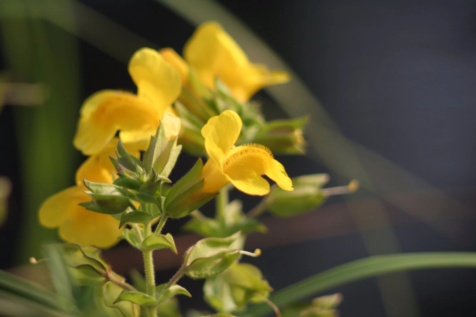 Siberian Wallflower Seeds/ Biennial/ Full Sun/ 80K Seeds 1/4 lb/ Zellajake Farm and Garden - B297