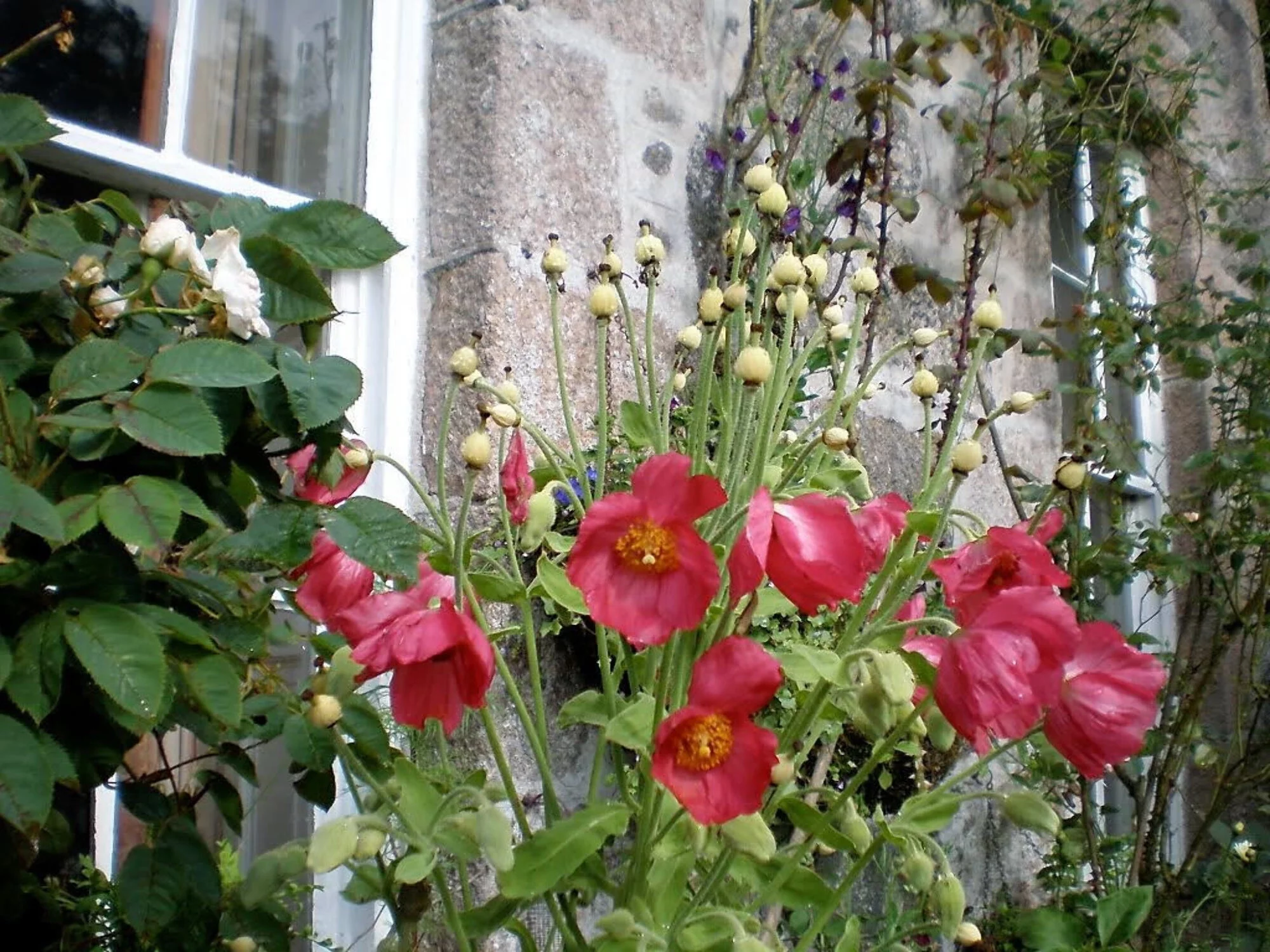 10 Seeds MIXED HIMALAYAN POPPY Blue Red Violet Meconopsis Napaulensis Mix Flower Seeds