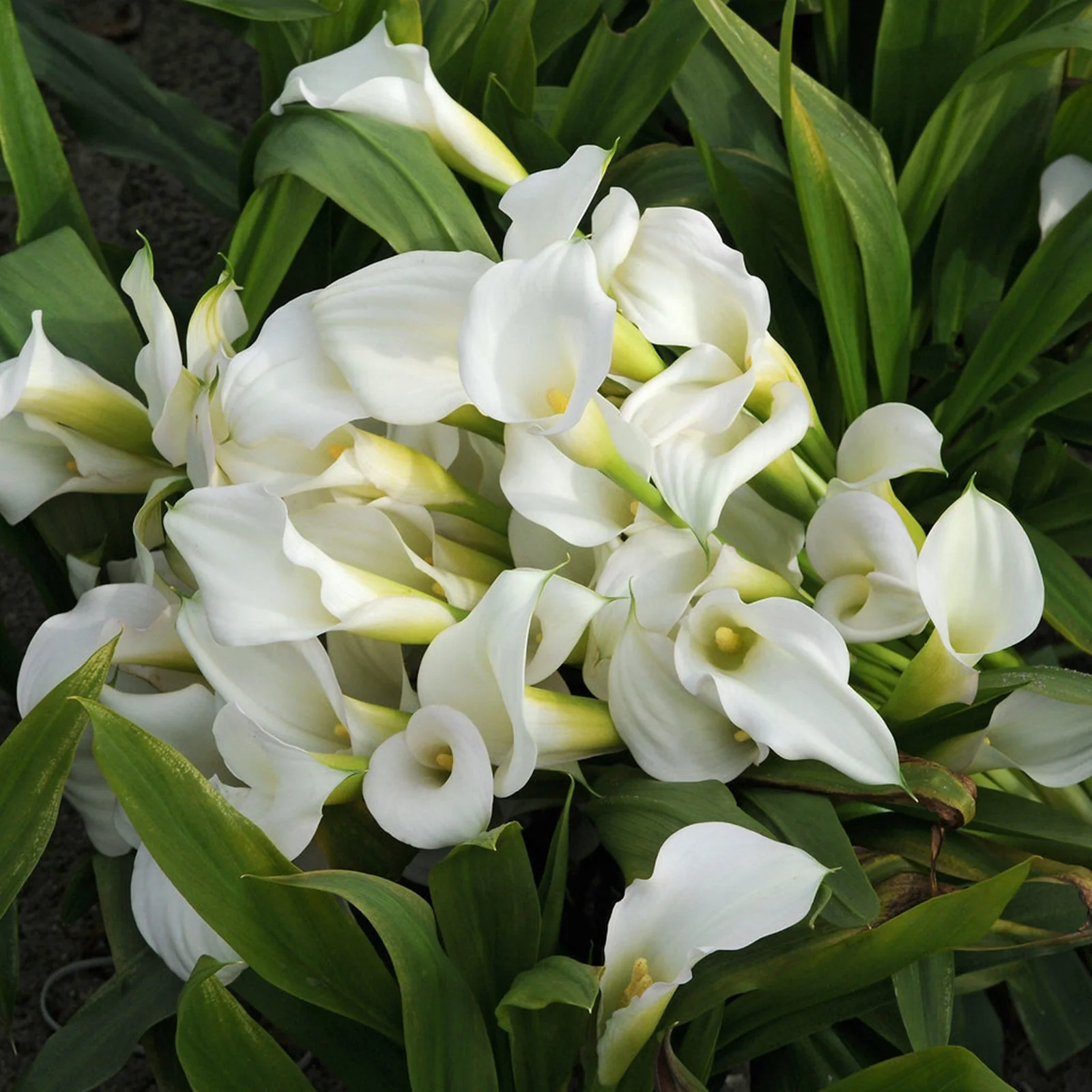 Calla Lily Bulbs, Suitable For Flower Arrangements,Easy To Care For, Calla Lily Bulbs For Planting, The Flowers Are Large And Beautiful, Calla Lily Plants,Thrive In A Variety Of Conditions.