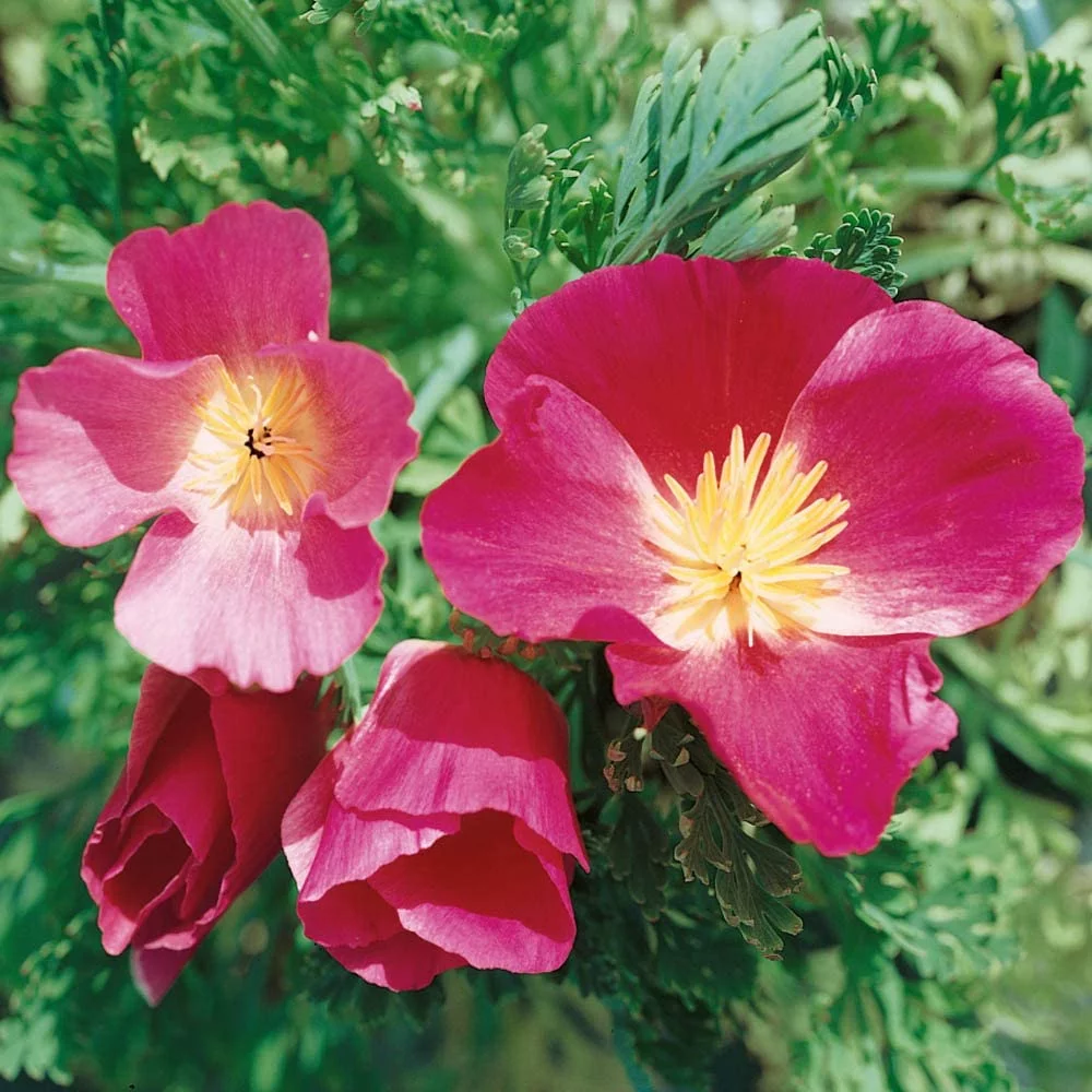 Outsidepride Poppy California Purple Gleam - 10000 Seeds