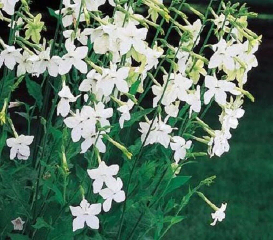 100 WHITE NICOTIANA Flowering TOBACCO Nicotiana Alata Seeds