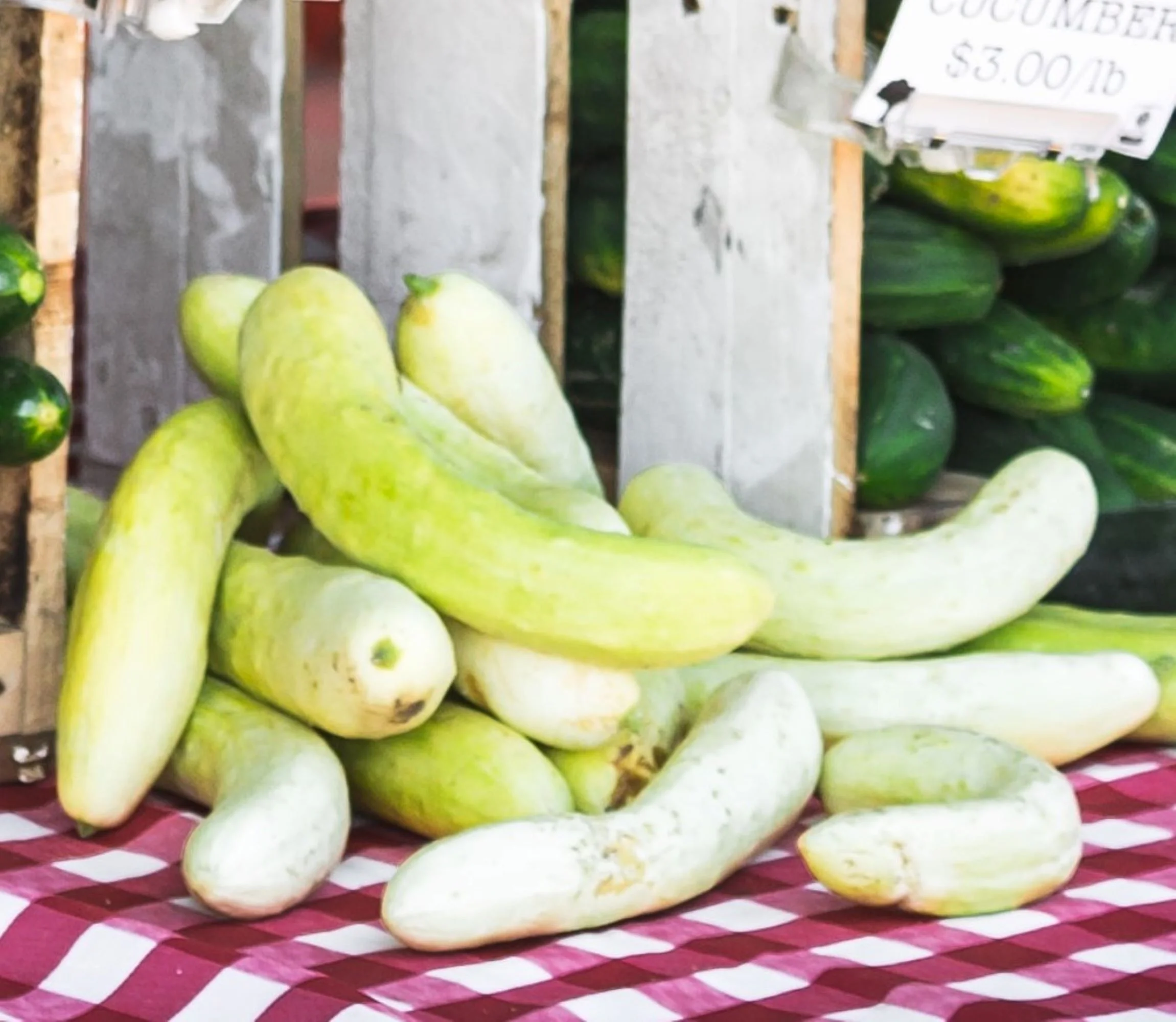 White Wonder Cucumber Seeds/ Annual/ Full Sun/  960 Seeds 1 oz/ Zellajake Farm and Garden - B142