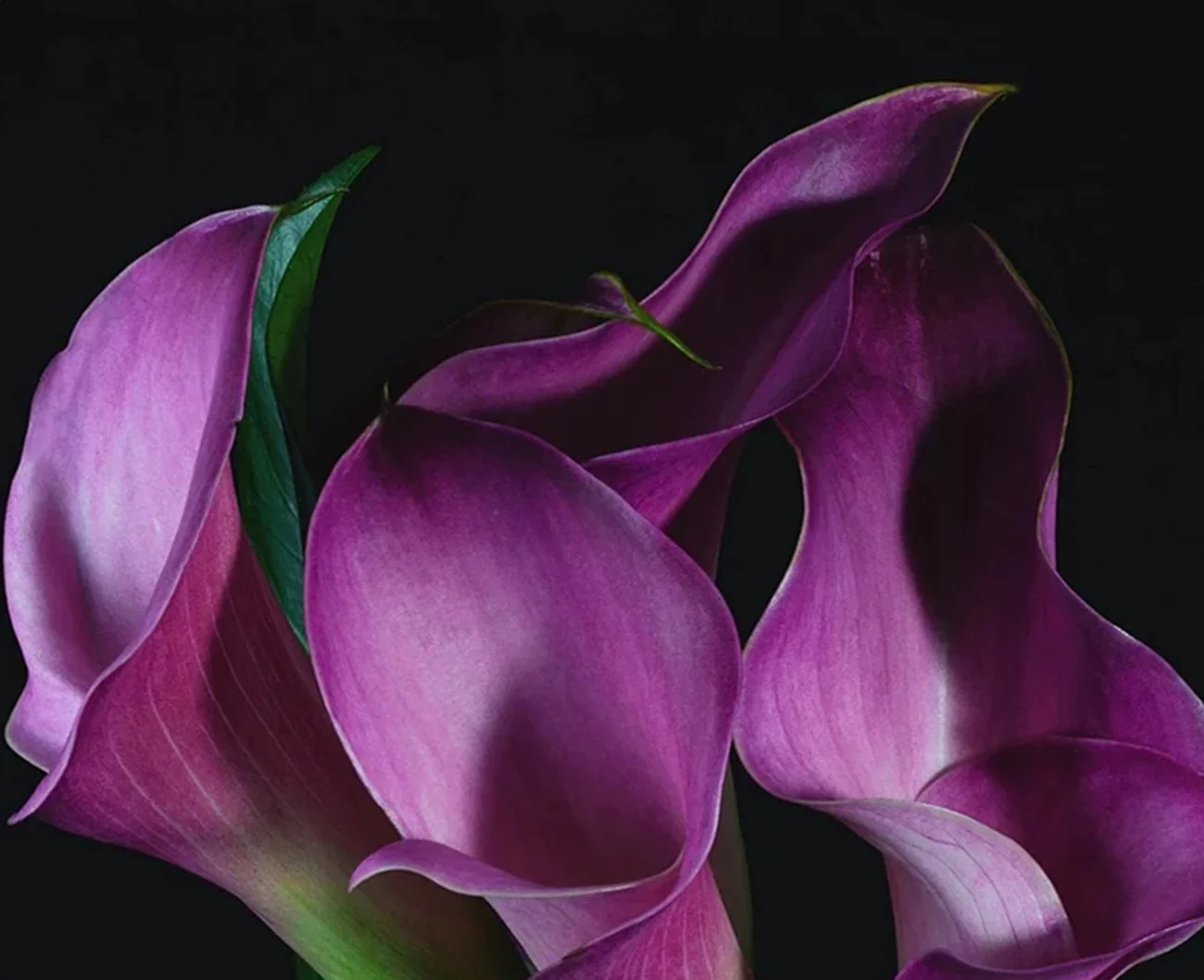 5 Bulbs Calla Bulbs for Sale, Cut Flowers,Germinate,Garden Decoration,Suitable for gardeners,Rare, Easily,Calla Lily Bulbs for Planting