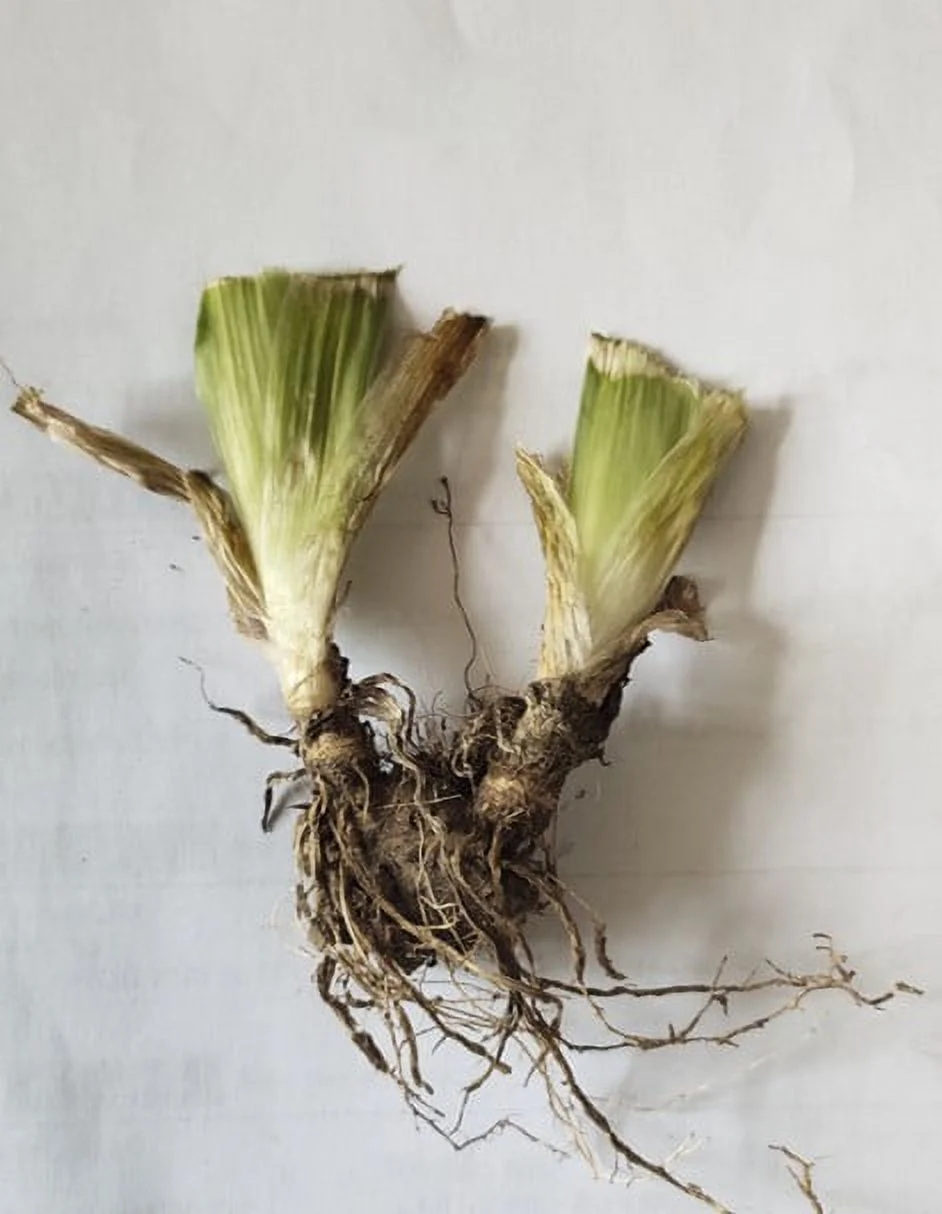 Bearded Iris Bulbs Iris Tubers Iris Plants Bulbs Iris Plants Iris Bulbs Bulk Beautify The Garden