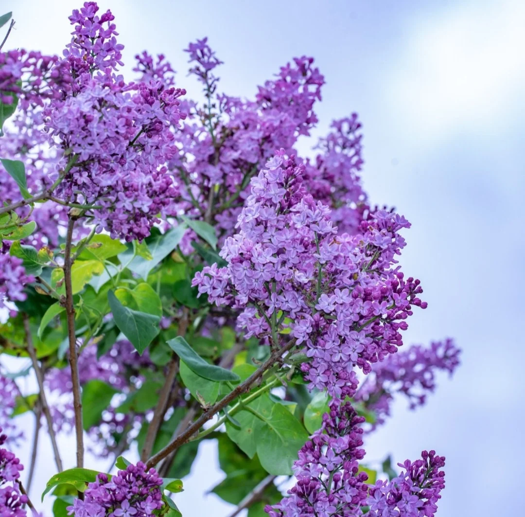 50 Mixed Lilac Seeds Extremely Fragrant Japanese Tree Lilac Shrub Syringa Vulgaris