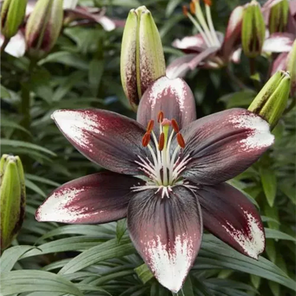 Garden Bulb Orientals are the most fragrant of lilies Oriental Lily Flower Bulbs