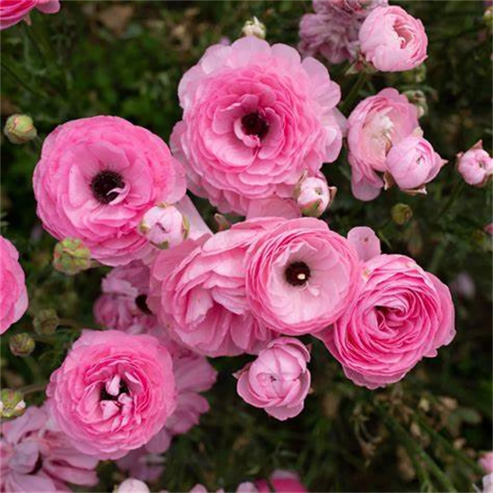 Ranunculus Bulbs, Beautiful Appearance, Ranunculus Bulbs For Planting.Perennial Herbaceous Flowers Of The Genus Ranunculus.Ranunculus Bulbs Hardy, Ranunculus Root,A Good Choice For Gardeners,