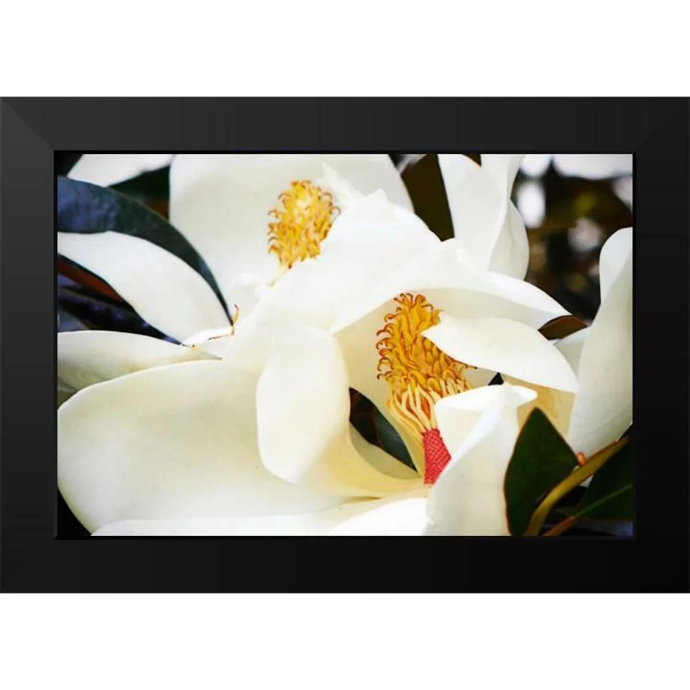 Hausenflock, Alan 14x11 Black Modern Framed Museum Art Print Titled - Southern Magnolia II