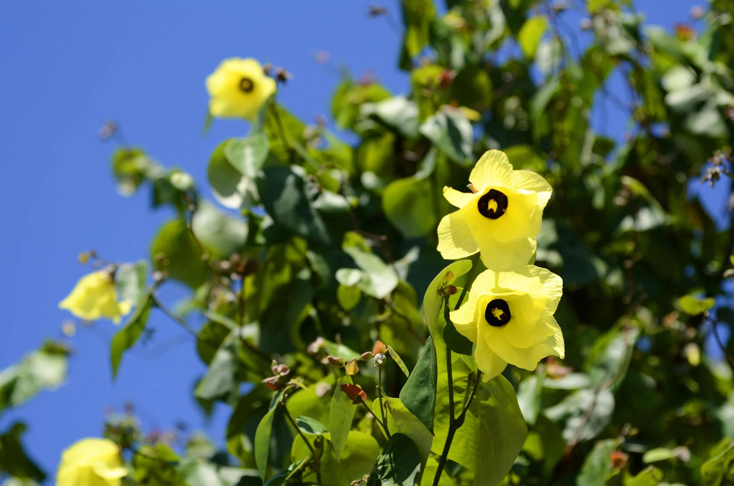 10 PORTIA TREE Yellow Pink Purple Flowers Change Color Pacific Rosewood Tulip Thespesia Populnea Seeds