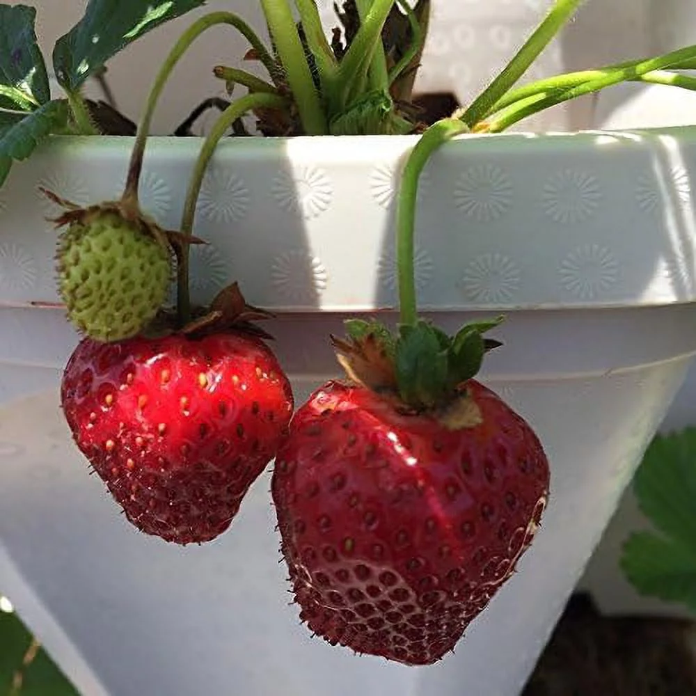 Stackable Strawberry Garden – 24 Quart Indoor/Outdoor Stacking Planter With Drip Saucer – Grow Herbs, Strawberries, And Flowers From The Kitchen Or Backyard – Plant And Stack! Easy Gardening