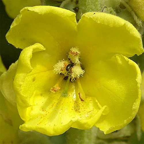 QAUZUY GARDEN Mullein Seeds 200 Great Mullein Seeds for Planting Home Non GMO Heirloom Organic Verbascum Thapsus Seeds Drought-Tolerant Low Maintenance