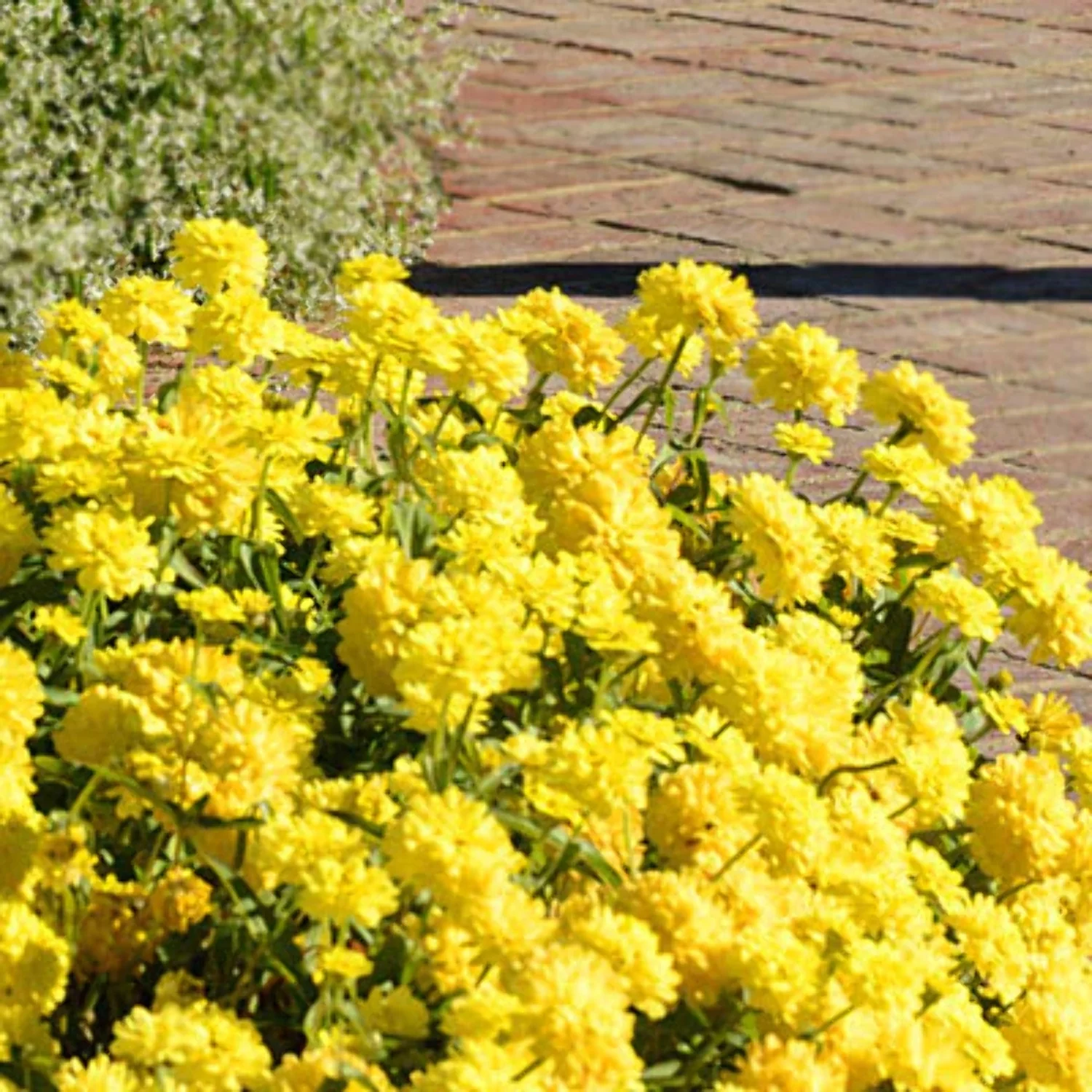 Zinnia Zahara Double Yellow Seed