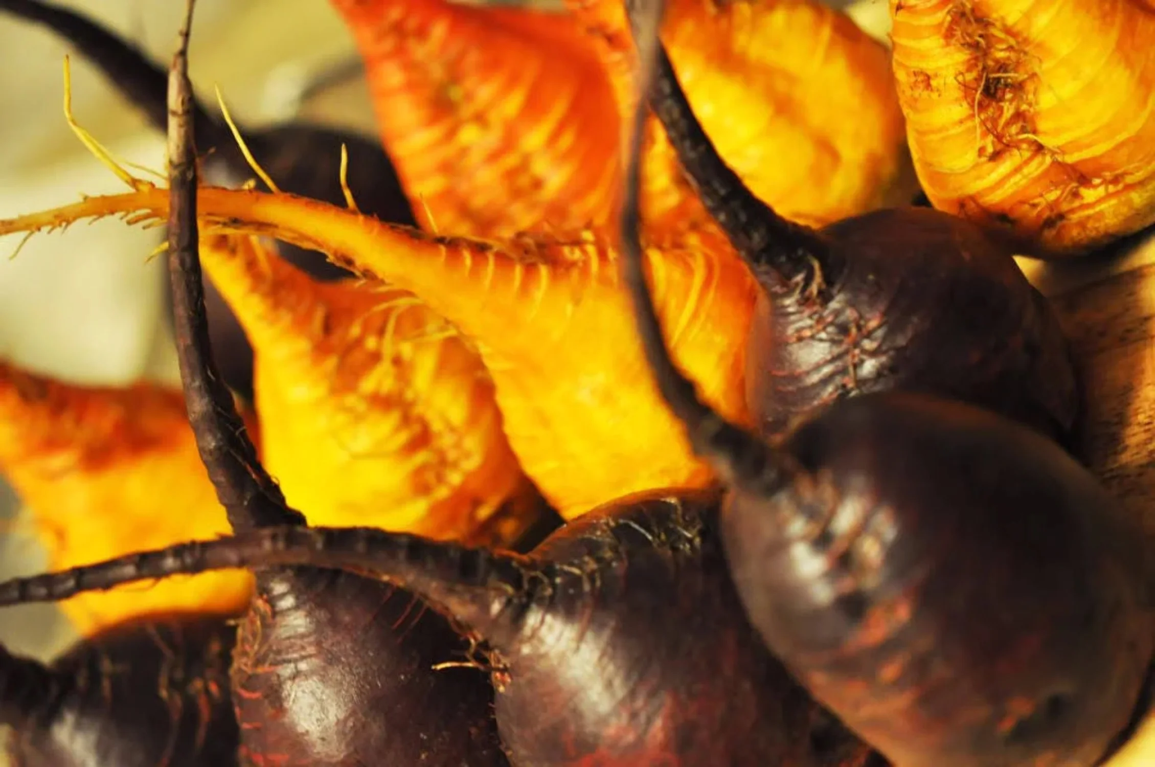 30 BURPEE'S GOLDEN BEET Beta Vulgaris Yellow Root Vegetable Seeds