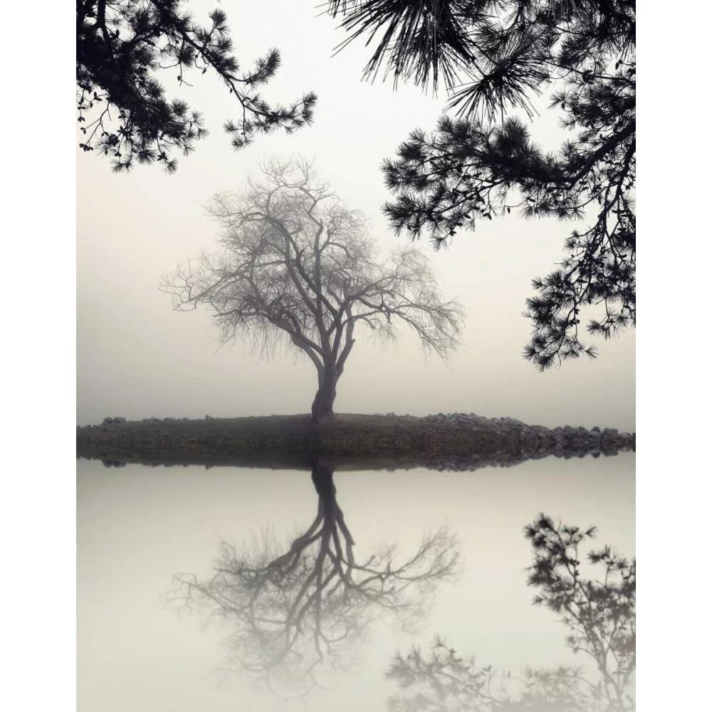 Bell, Nicholas 12x14 Black Modern Framed Museum Art Print Titled - Winter Willow