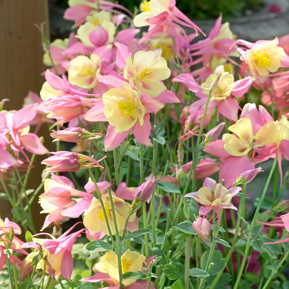 Aquilegia Pink Yellow Columbine Perennial Cut Flower Seeds - 30 Seeds