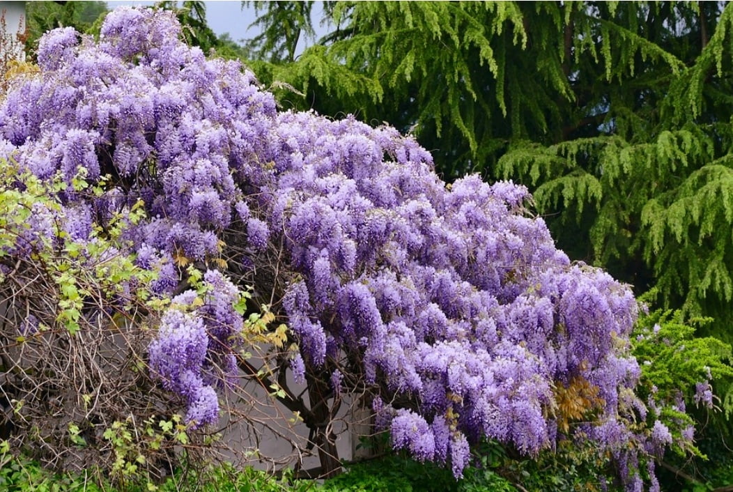 25 Japanese Wisteria Seeds Purple Flowers with Scented Fresh 2024
