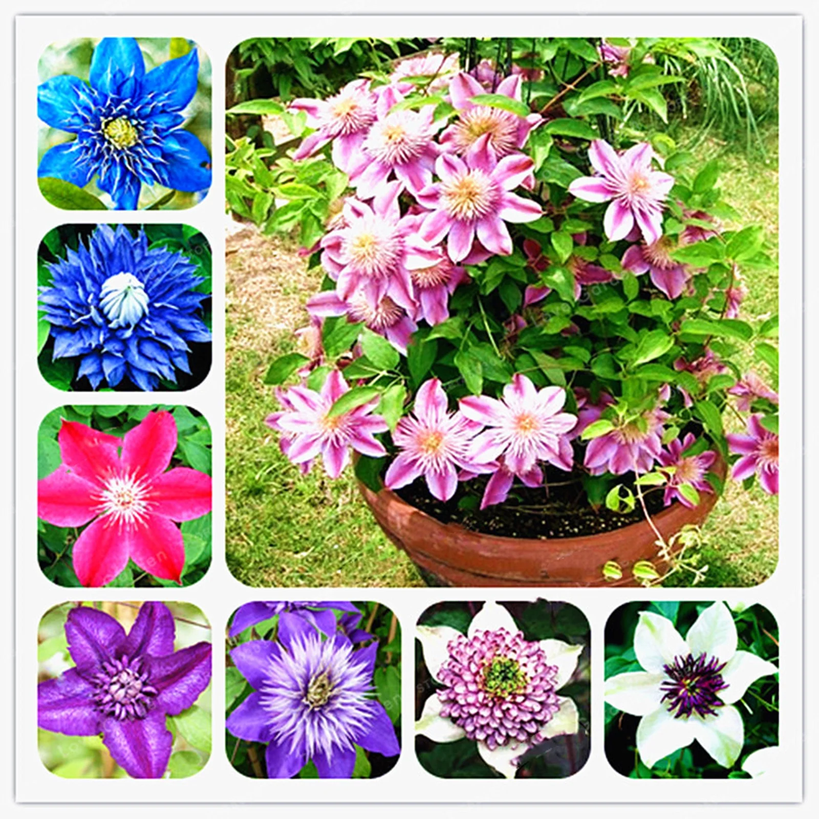Clematis Bulbs, Climbers,Garden Flowers, Climbing Plants, Herbaceous Vines Gardening, Four-Season Plants Brightly Colored Flowers, Drought Tolerant,Clematis Bulbs For Sale
