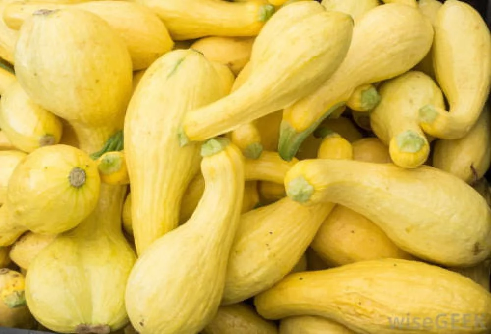 Squash Yellow Crookneck Garden Heirloom Vegetable 30 Seeds By Seed Kingdom