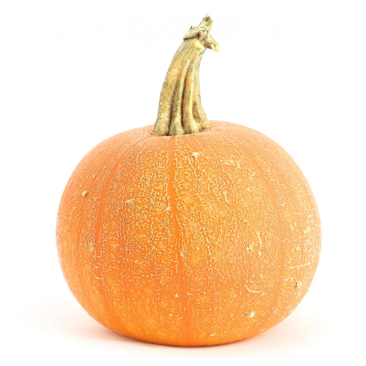 Everwilde Farms - 1 oz Winter Luxury Pumpkin Seeds - Gold Vault Bulk Seed Packet