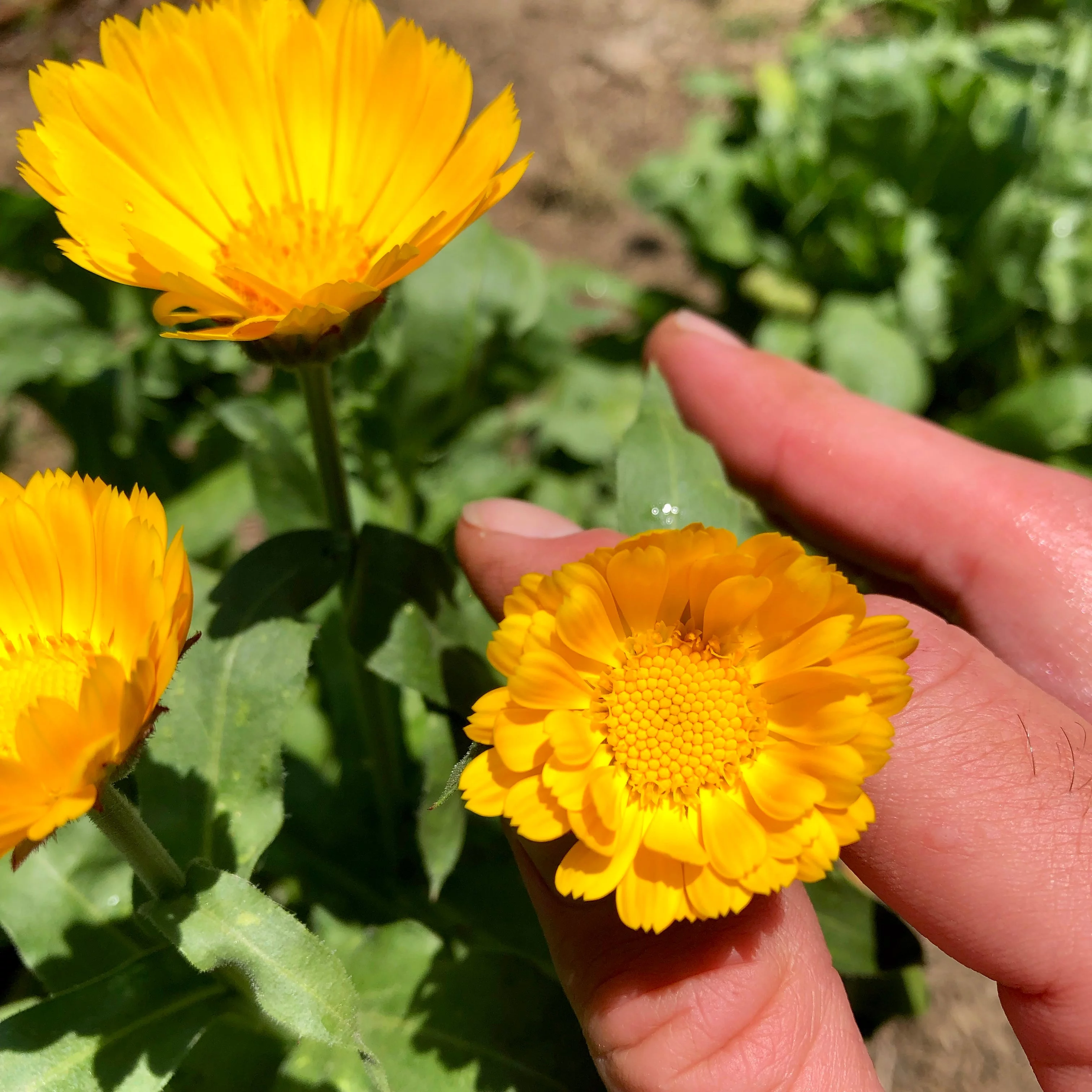 Resina Calendula Seeds