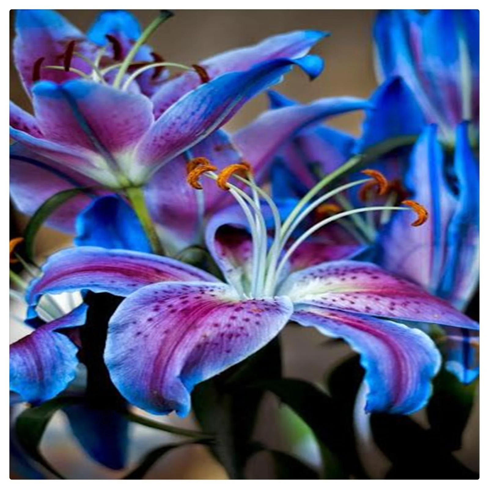 Tiger Lily Bulbs Lily Bulbs Bulk Lily Bulbs Lily Bulbs For Sale Lilies Bulbs Stargazer Lily Bulbs Garden Flowers