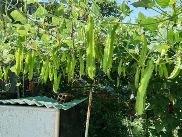 100 Dragon Bean Vine Seeds Winged Beans Seeds Four Angled Bean or Manila Bean King Shire Winged Bean Asparagus Pea or Dau Rong Home Gardening Seeds Vegetable Seeds