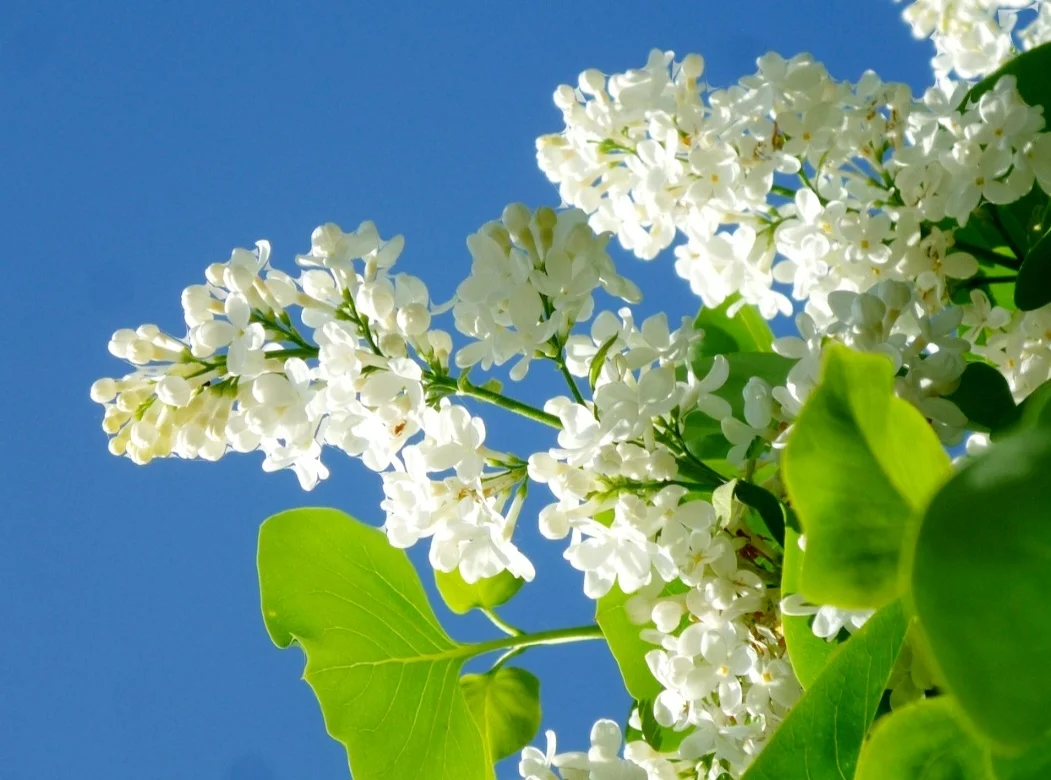 50 Mixed Lilac Seeds Extremely Fragrant Japanese Tree Lilac Shrub Syringa Vulgaris