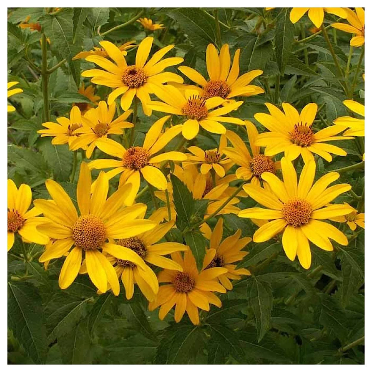 Everwilde Farms - 1000 Early Sunflower Native Wildflower Seeds - Gold Vault Jumbo Bulk Seed Packet