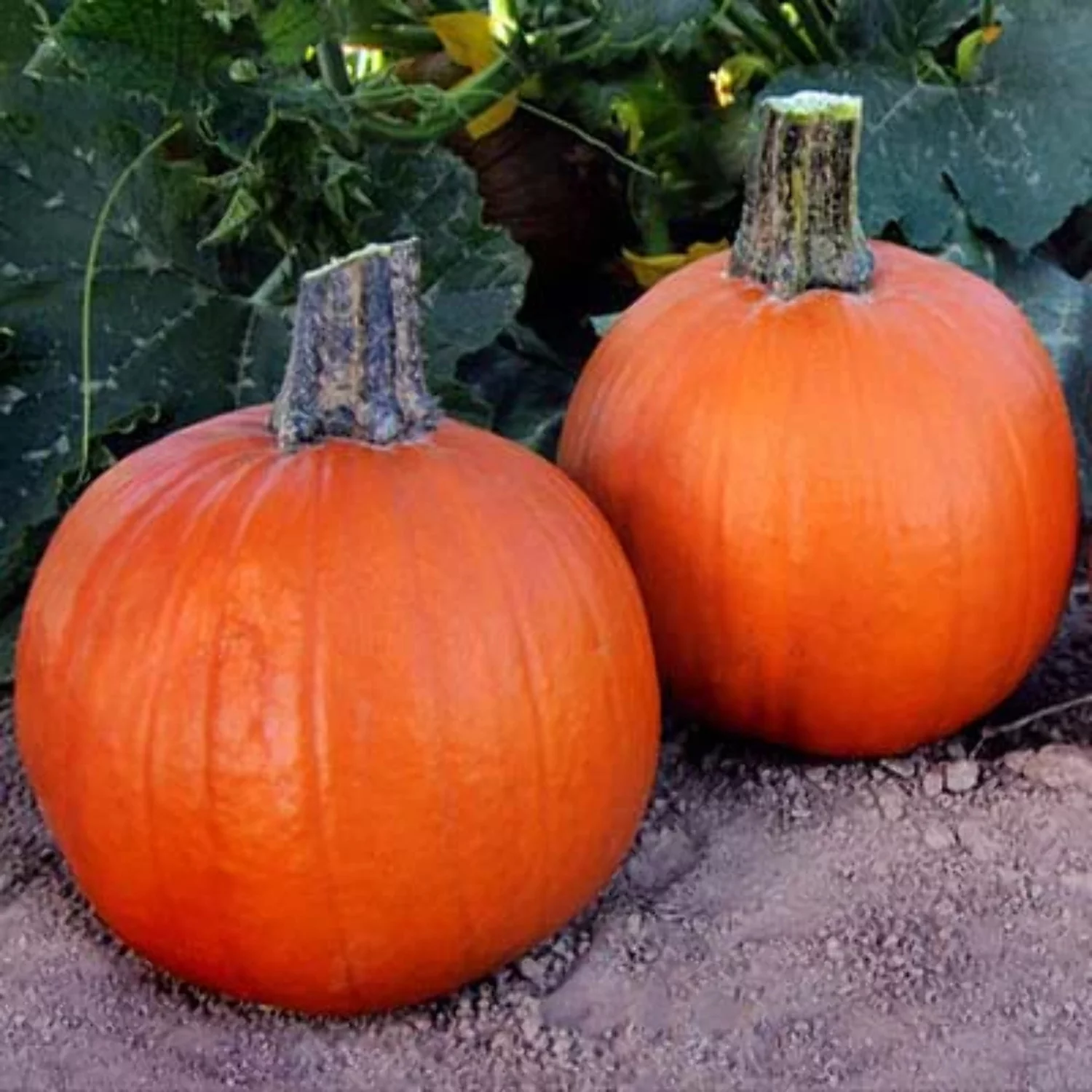 Pumpkin Early Abundance F1 Seed