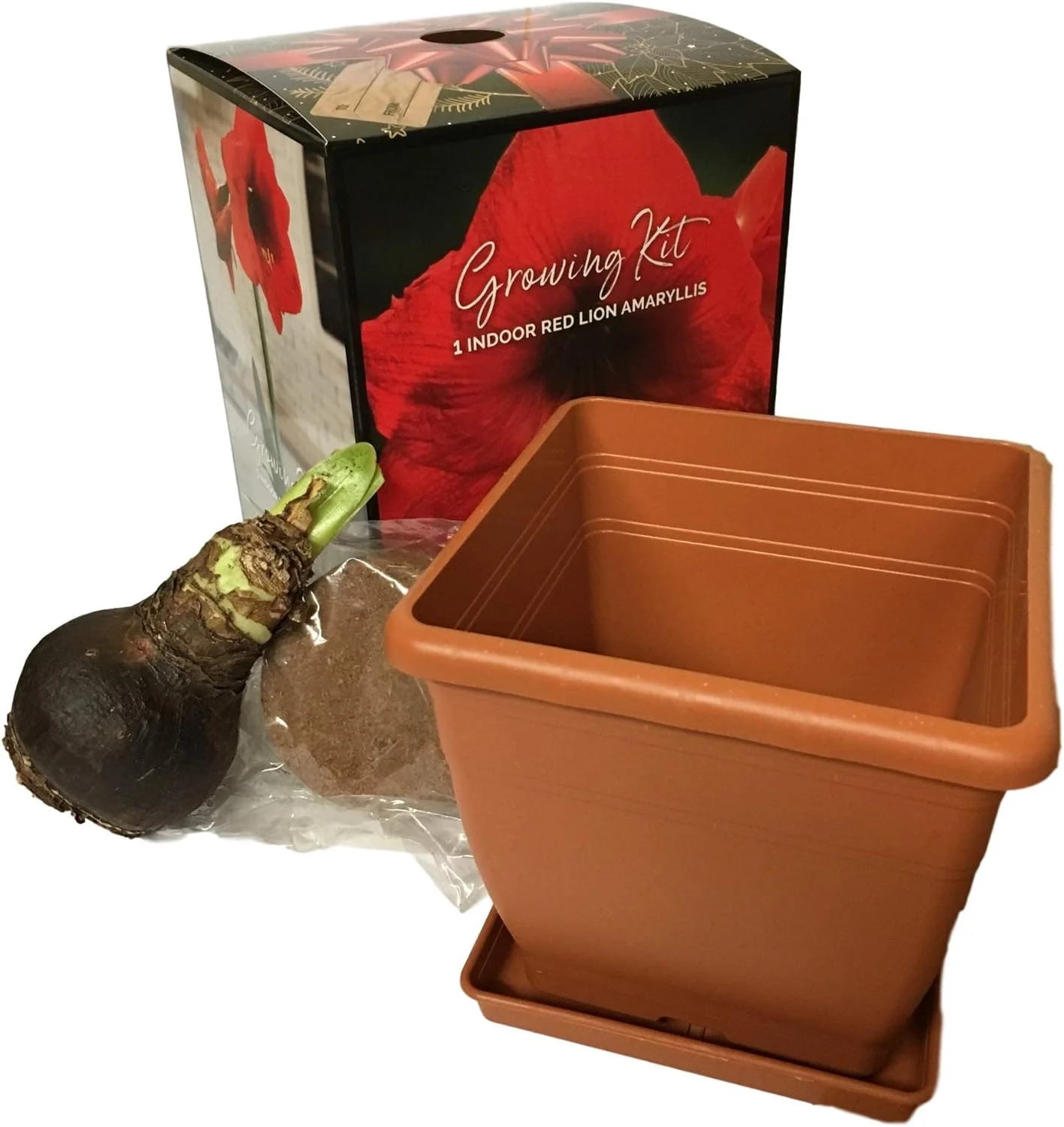 Red Lion Amaryllis Kit - Great Gift - Large Bulb, Pot and Potting Medium