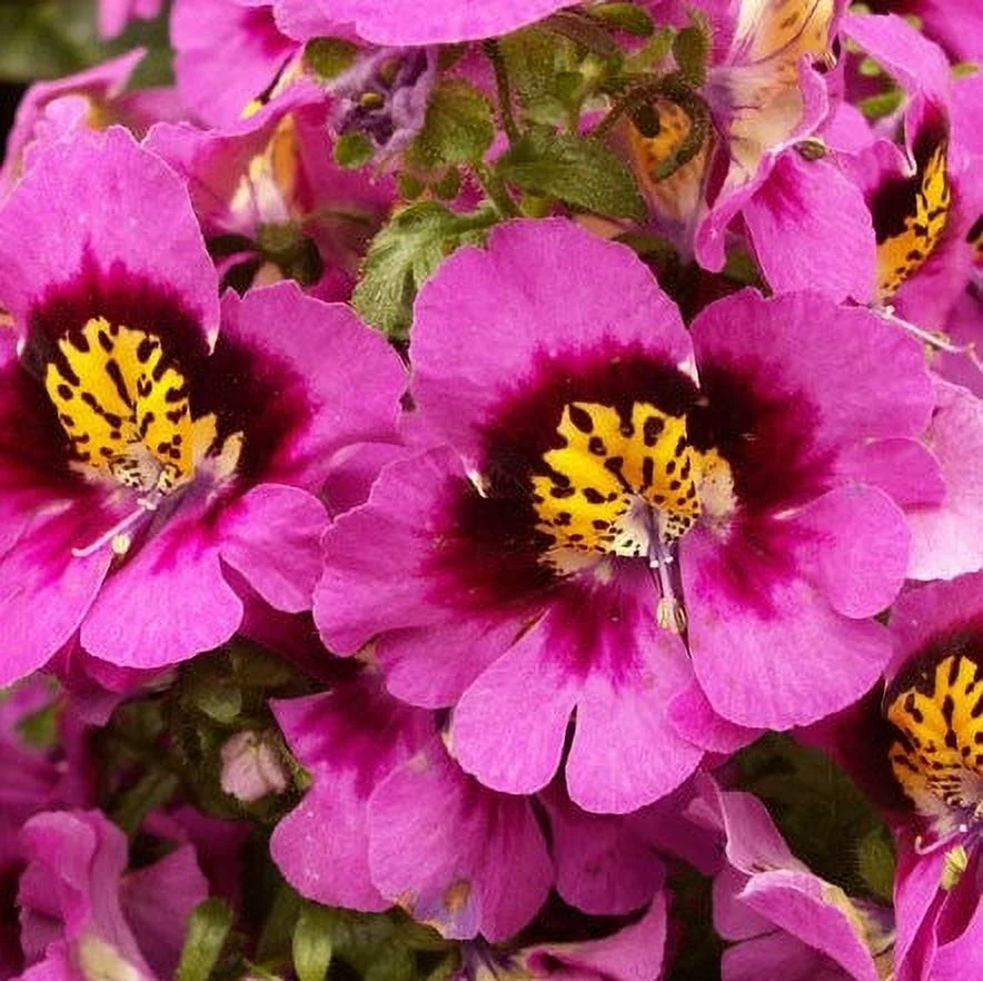 Butterfly Flower Seeds - Angel Wings Mix - 1/4 Pound - Pink/Red Flower Seeds,  Open Pollinated Seed  Attracts Bees, Attracts Butterflies, Attracts Hummingbirds, Attracts Pollinators, Container Garden