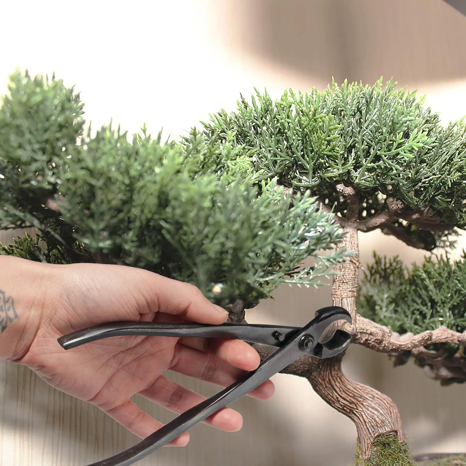 Bonsai Basics Set - 8