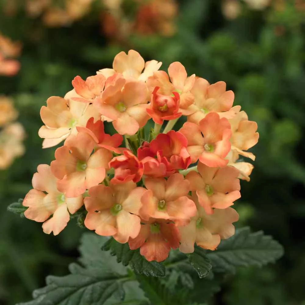 Outsidepride Verbena Apricot - 2000 Seeds