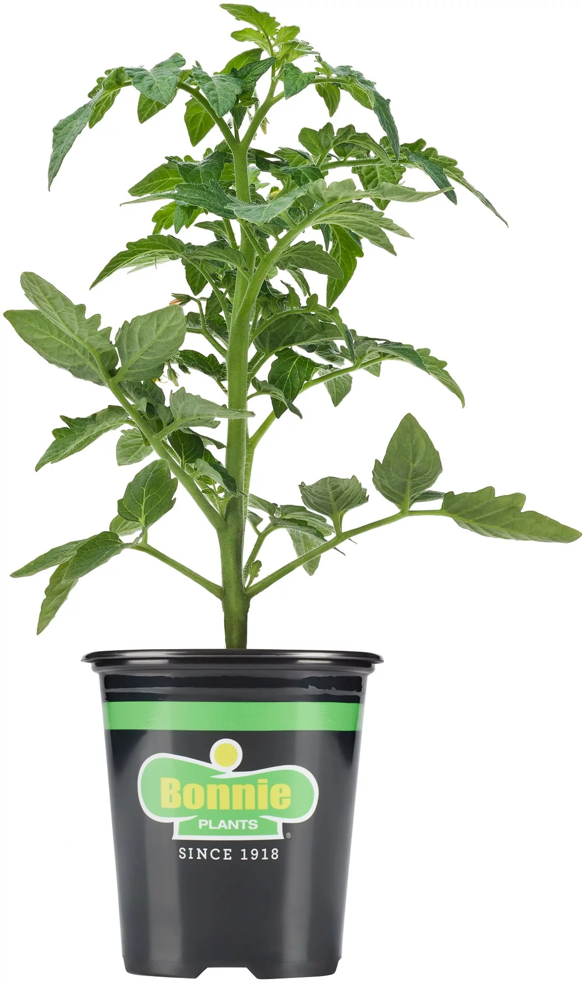 Bonnie Plants Organic Husky Cherry Tomato 14.6 oz.