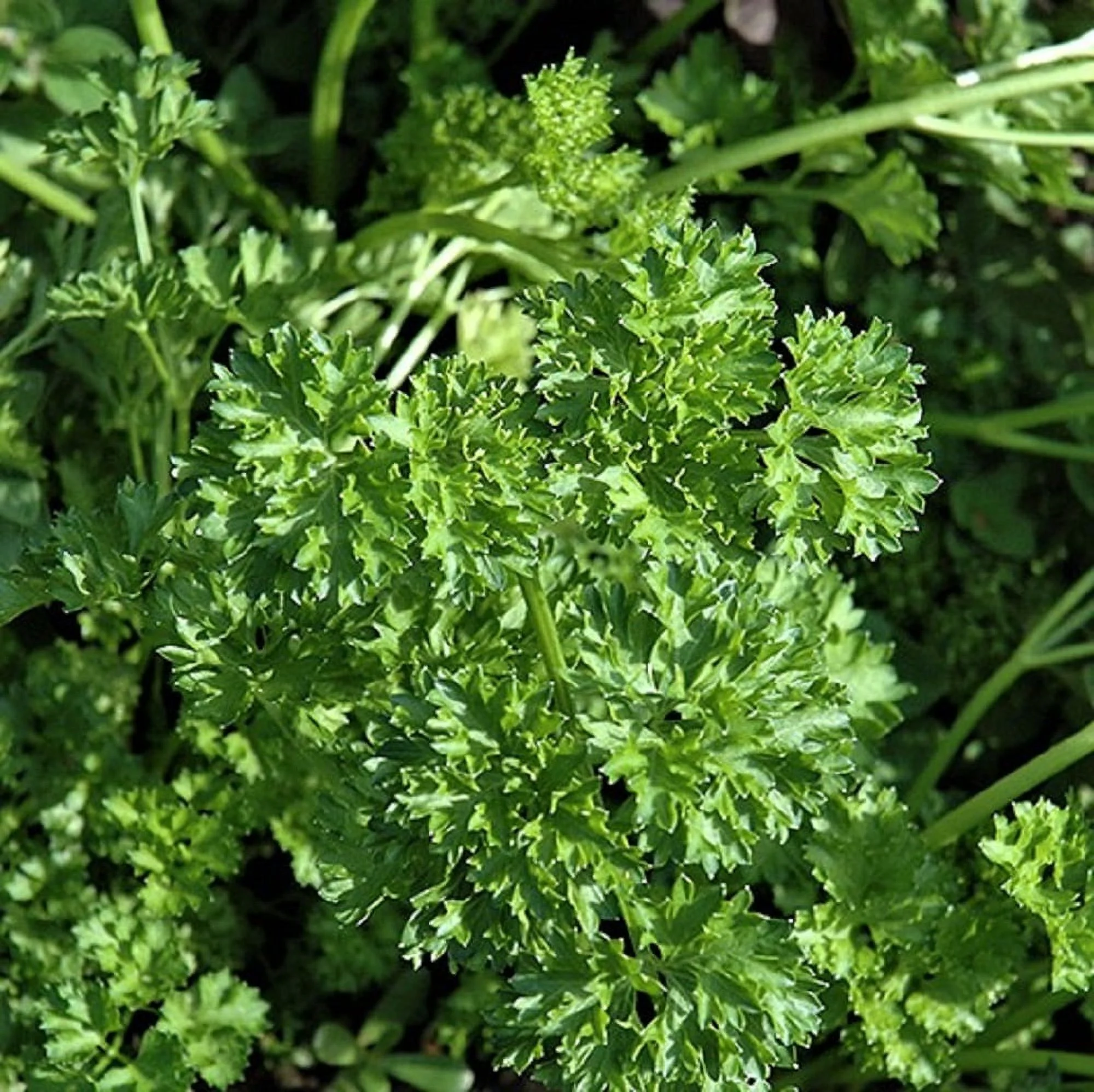 Forest Green Parsley Herb Seeds - 100 Count Seed Pack - Non GMO - A delicately Curled and Compact Variety That has Long Stems with Dark Green, Double and tripled Curled Leaves