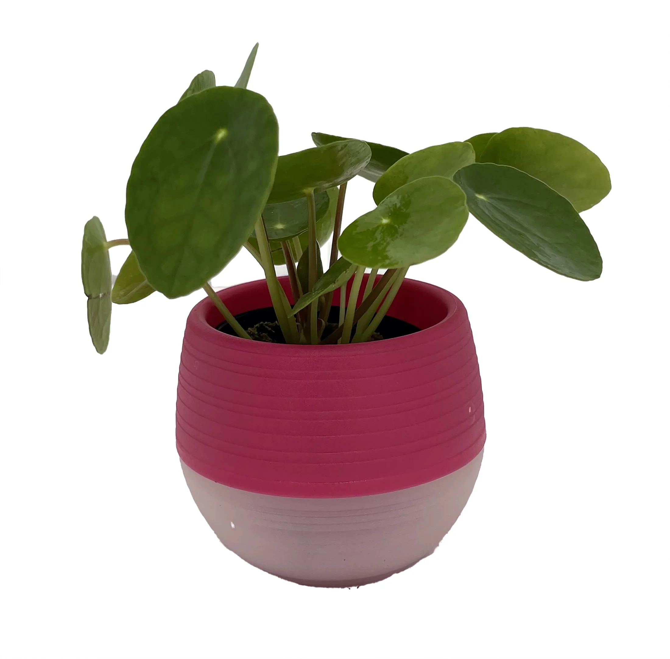 Chinese Money Plant - Pilea peperomioides in 3